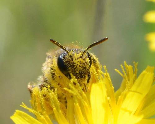 Andrena sp.
